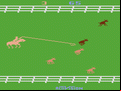 Stampede